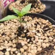 #6 Lemon Cherry Cookies Auto - fastbuds