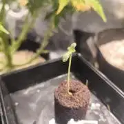 Second grow, validation