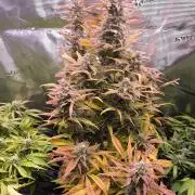 First time : Haze berry auto, NYC Sour D