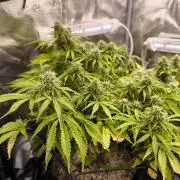 First time : Haze berry auto, NYC Sour D