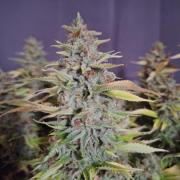 #7 Sticky Brocoli - Eternity cup