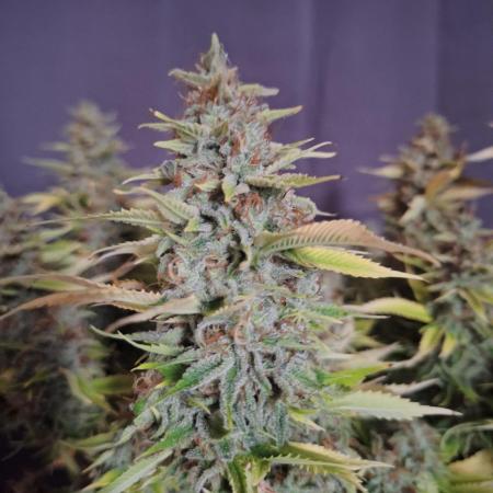 #7 Sticky Brocoli - Eternity cup