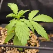Validation #5 Sticky beast auto