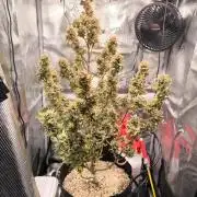 First time : Haze berry auto, NYC Sour D