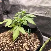 #6 Lemon Cherry Cookies Auto - fastbuds