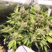 First time : Haze berry auto, NYC Sour D