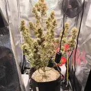 First time : Haze berry auto, NYC Sour D