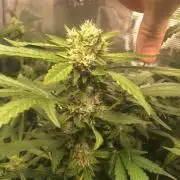FB42 - Champion line - Mendo Frost Auto