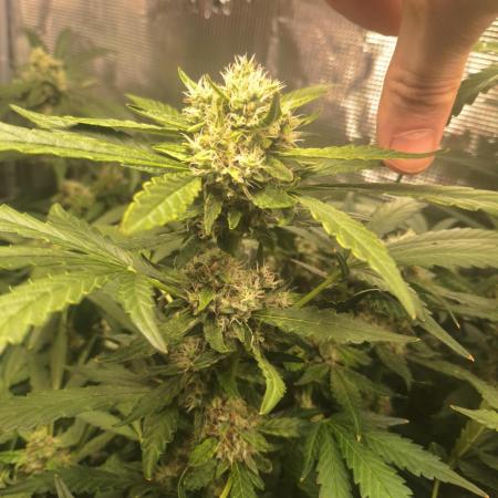 FB42 - Champion line - Mendo Frost Auto