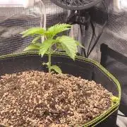 #7 Sticky Brocoli - Eternity cup