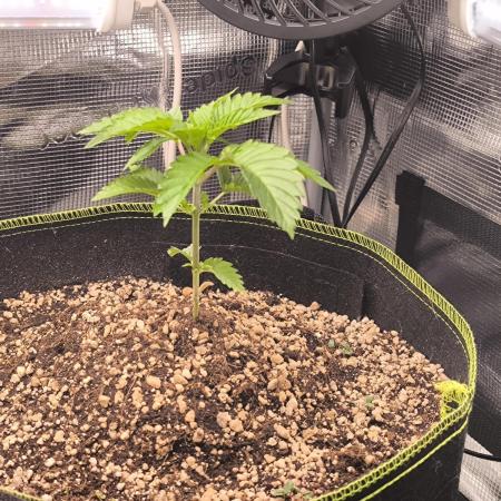 #7 Sticky Brocoli - Eternity cup