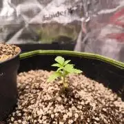 #7 Sticky Brocoli - Eternity cup