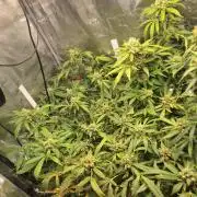 FB42 - Champion line - Mendo Frost Auto
