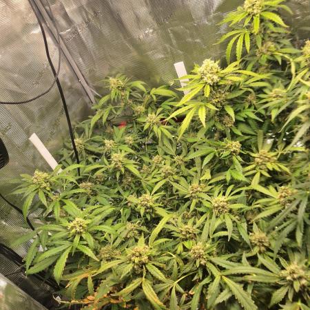 FB42 - Champion line - Mendo Frost Auto