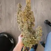 First grow #3 haze berry auto