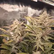 First time : Haze berry auto, NYC Sour D