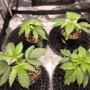 First time : Haze berry auto, NYC Sour D