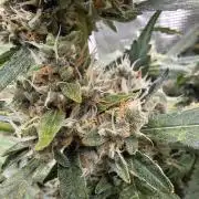 FB42 - Champion line - Mendo Frost Auto