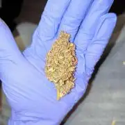 First time #1 Haze berry auto