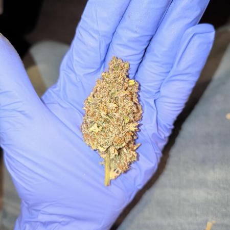 First time #1 Haze berry auto