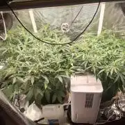 FB42 - Champion line - Mendo Frost Auto
