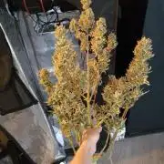 First time : Haze berry auto, NYC Sour D