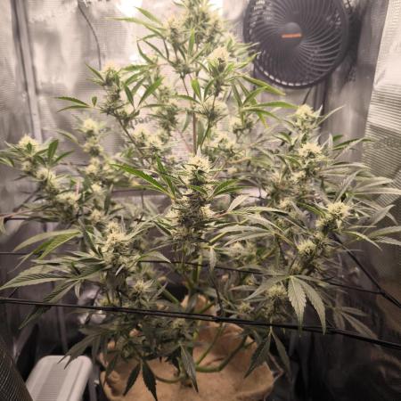 First time : Haze berry auto, NYC Sour D