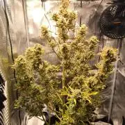 First time : Haze berry auto, NYC Sour D