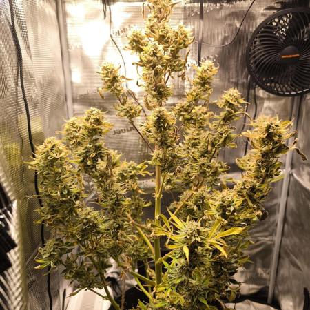 First time : Haze berry auto, NYC Sour D