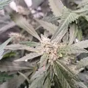FB42 - Champion line - Mendo Frost Auto