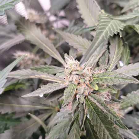 FB42 - Champion line - Mendo Frost Auto