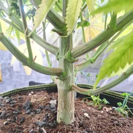 #7 Sticky Brocoli - Eternity cup