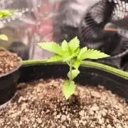 #7 Sticky Brocoli - Eternity cup