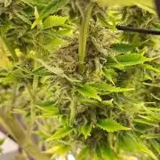 #7 Sticky Brocoli - Eternity cup