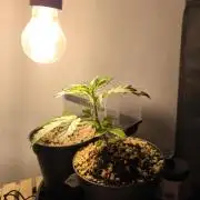 Validation #5 Sticky beast auto