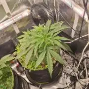 #9 - GMO Cookies auto