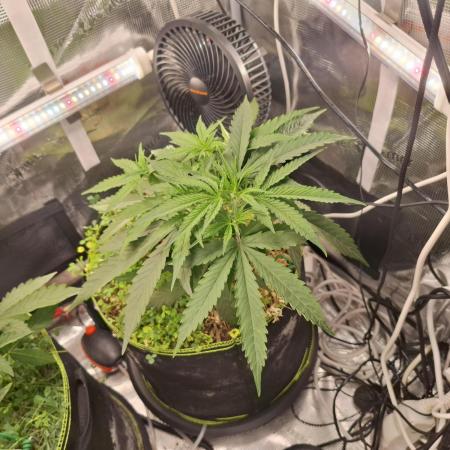 #9 - GMO Cookies auto