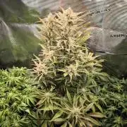 First time : Haze berry auto, NYC Sour D