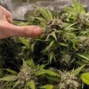 First time : Haze berry auto, NYC Sour D