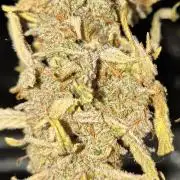 First grow #3 haze berry auto