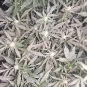 FB42 - Champion line - Mendo Frost Auto