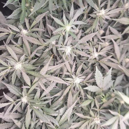 FB42 - Champion line - Mendo Frost Auto