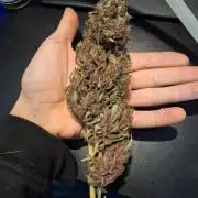 #6 Lemon Cherry Cookies Auto - fastbuds