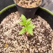 #7 Sticky Brocoli - Eternity cup