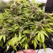 First time : Haze berry auto, NYC Sour D