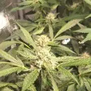 FB42 - Champion line - Mendo Frost Auto