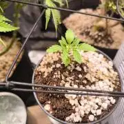 Second grow, validation