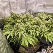 First time : Haze berry auto, NYC Sour D