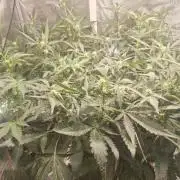 FB42 - Champion line - Mendo Frost Auto