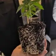 #6 Lemon Cherry Cookies Auto - fastbuds